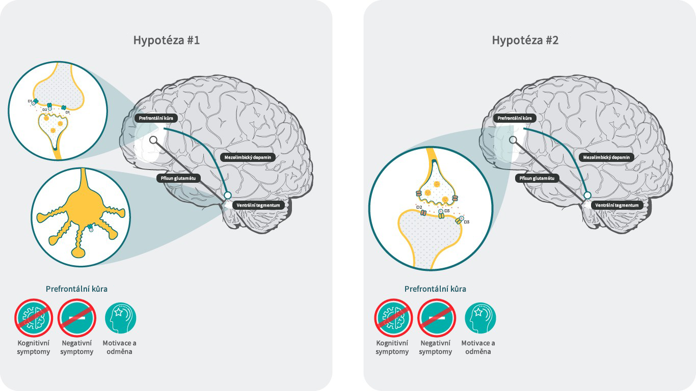 Dvě hypotézy jak kariprazin normalizuje hyodopaminergní stav blokádou D3 receptorů