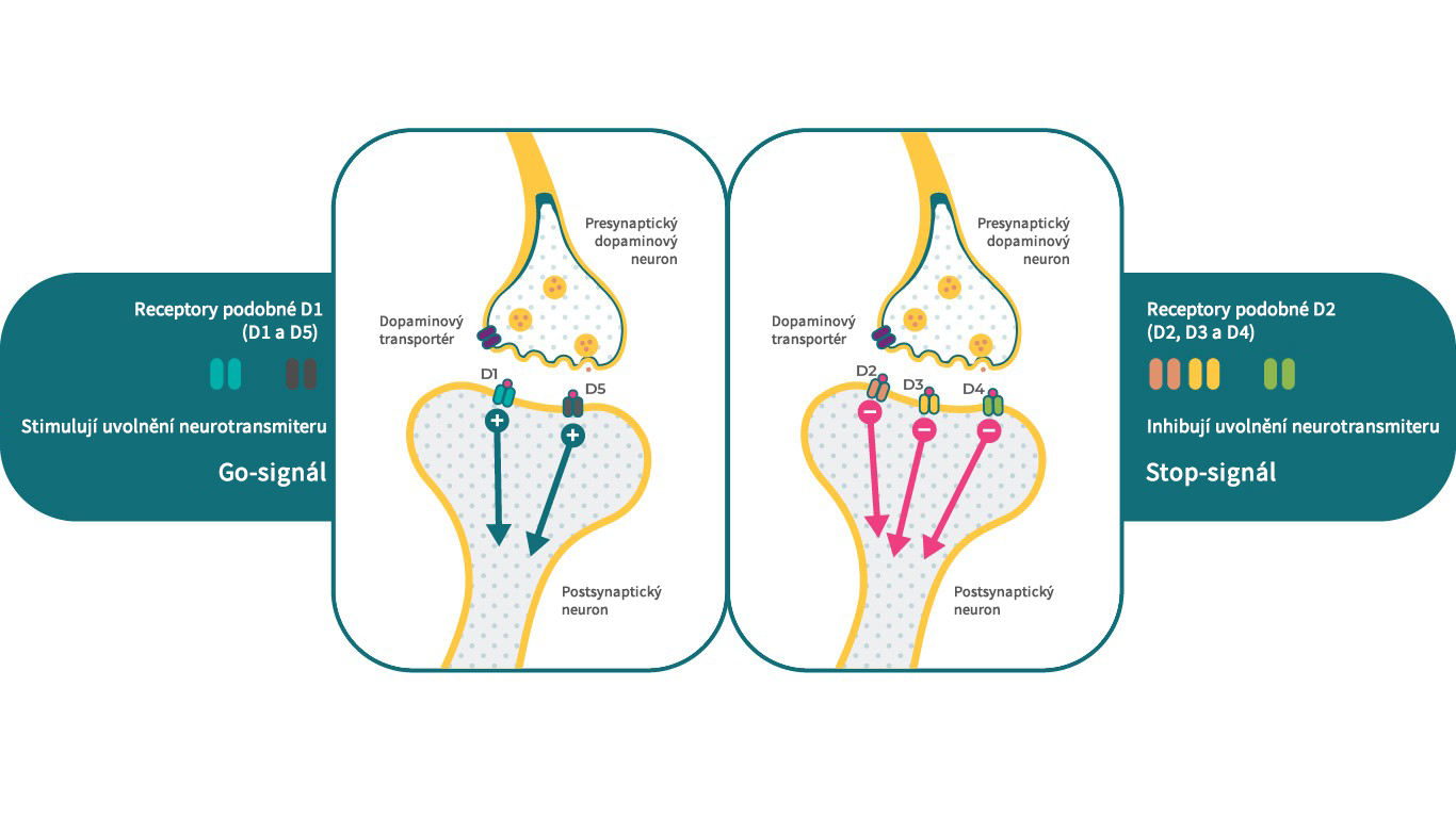 Vlastnosti dopaminových D1-like a D2-like receptorů v mozku.